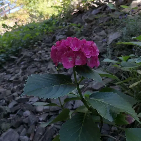 Apartment Hartmann *