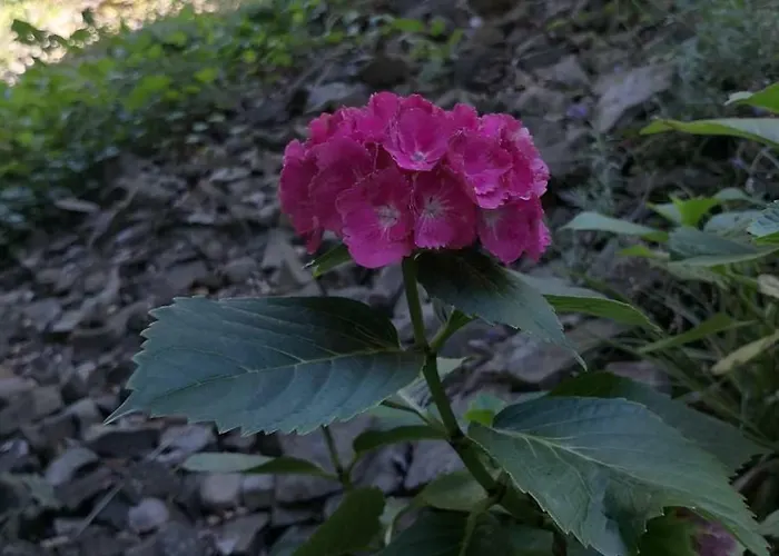 아파트 Hartmann *