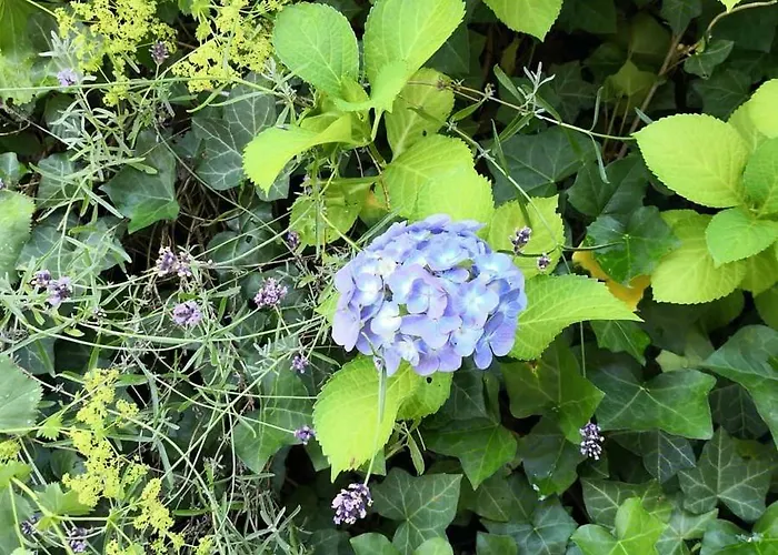 아파트 Hartmann *